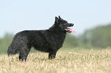 SCHIPPERKE 138